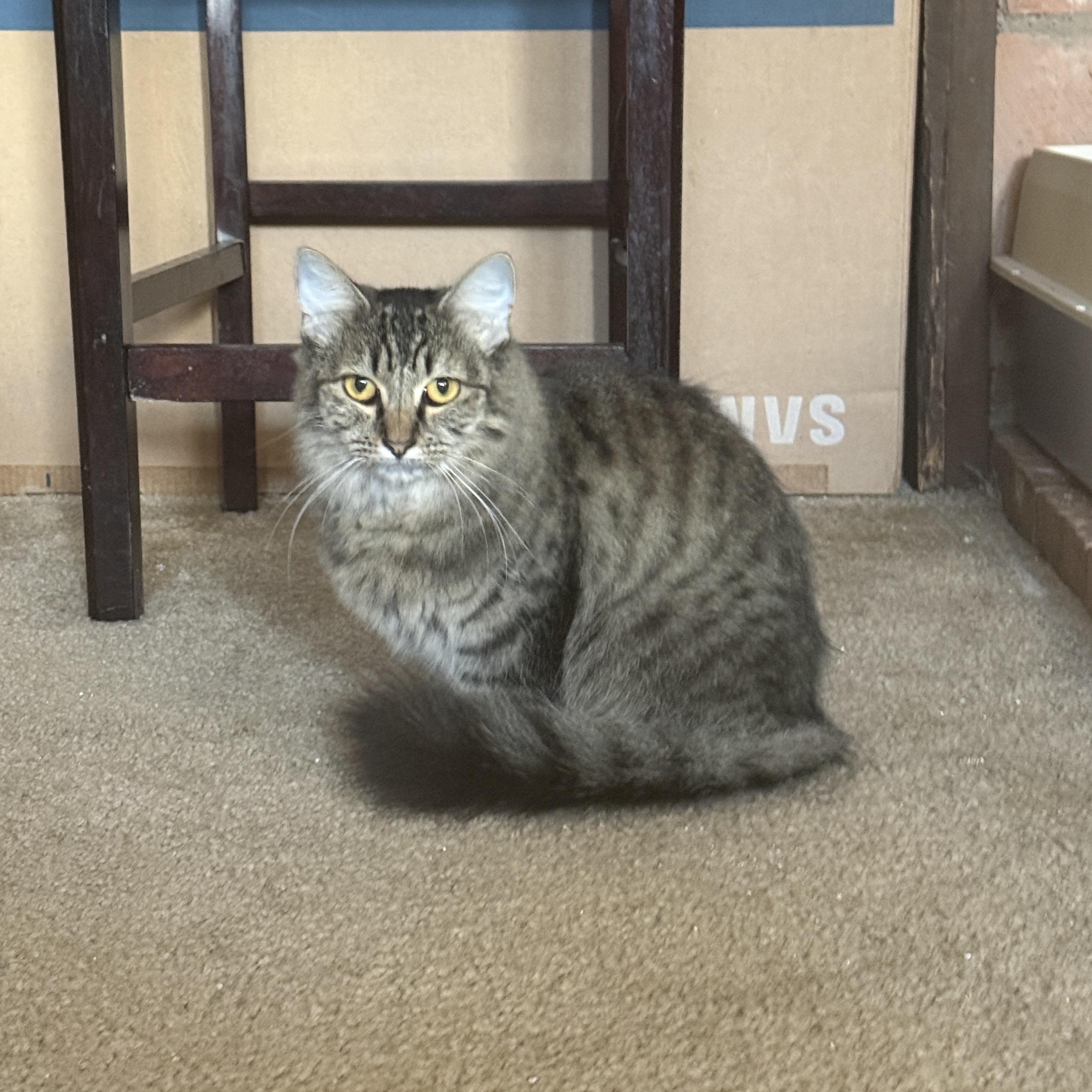 Short Stack, a Adoptable mixed breed in Springfield, OR image 3/6