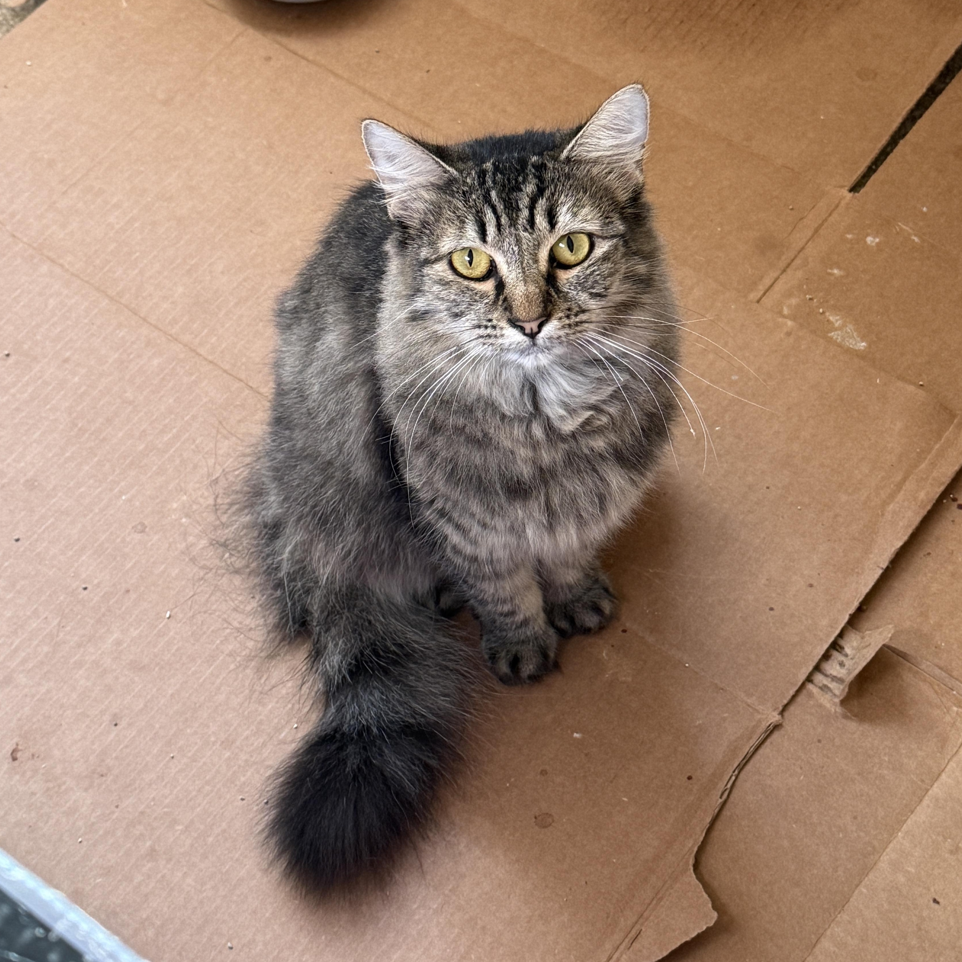 Short Stack, a Adoptable mixed breed in Springfield, OR image 6/6