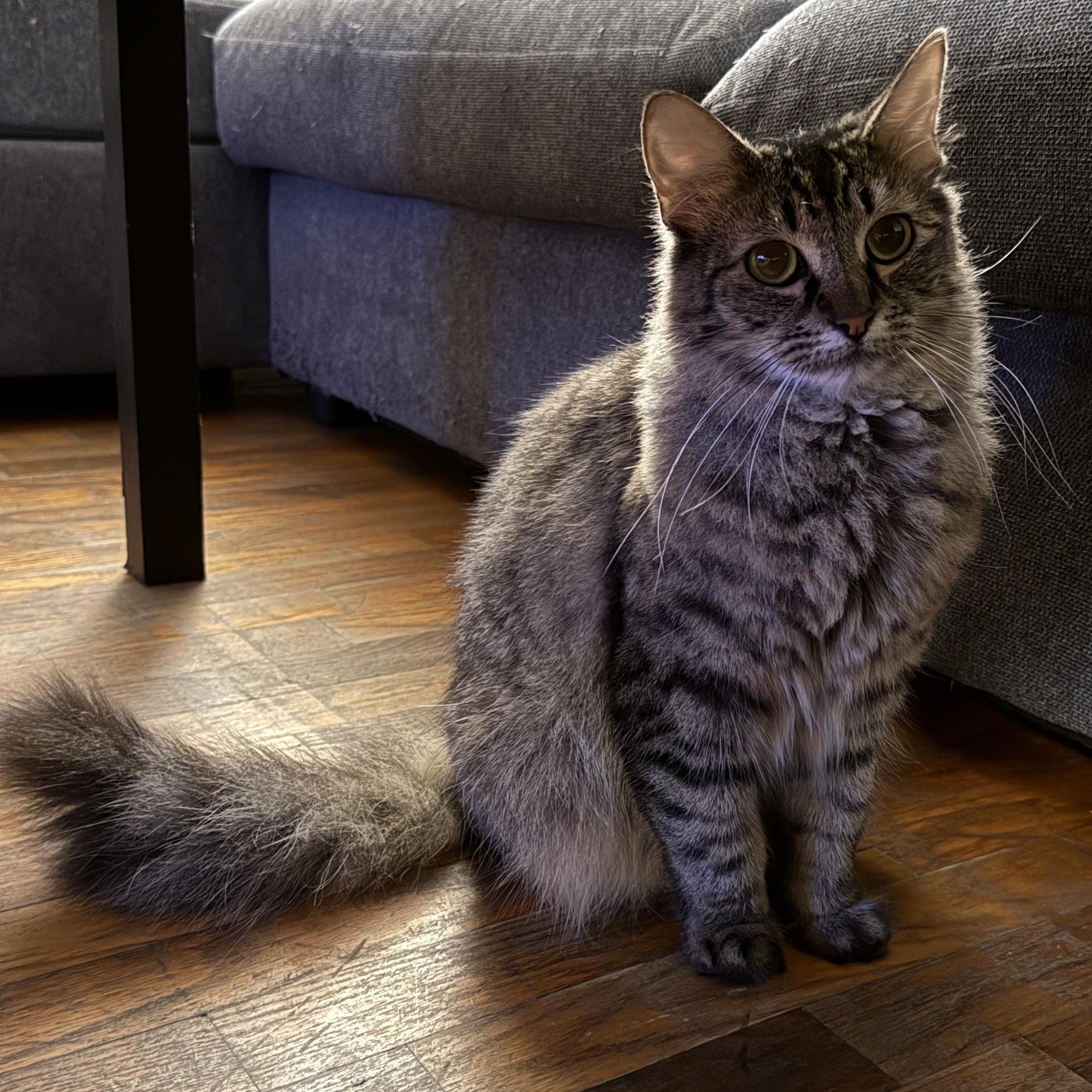 Short Stack, Adoptable, Young Female Tabby & Domestic Long Hair.