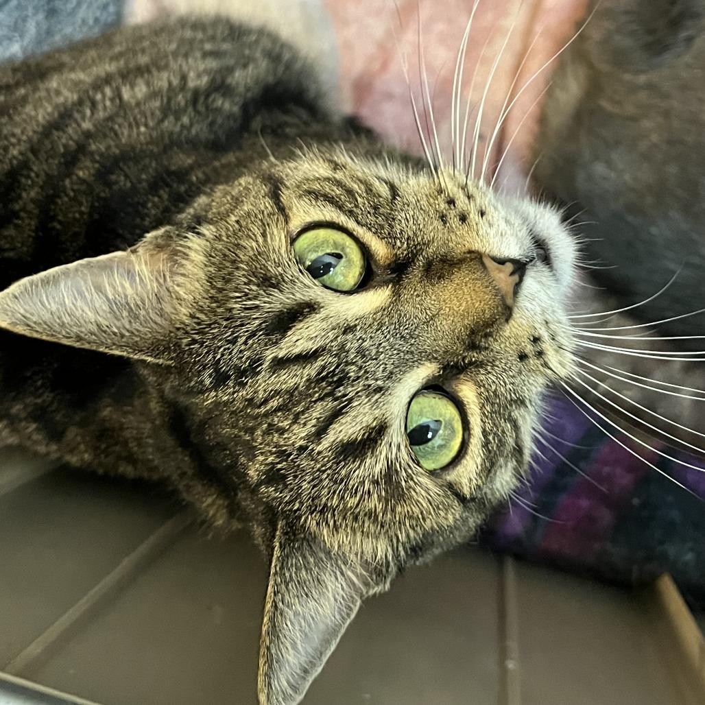Abby, a Adoptable Domestic Short Hair in Las Vegas, NV image 1/5