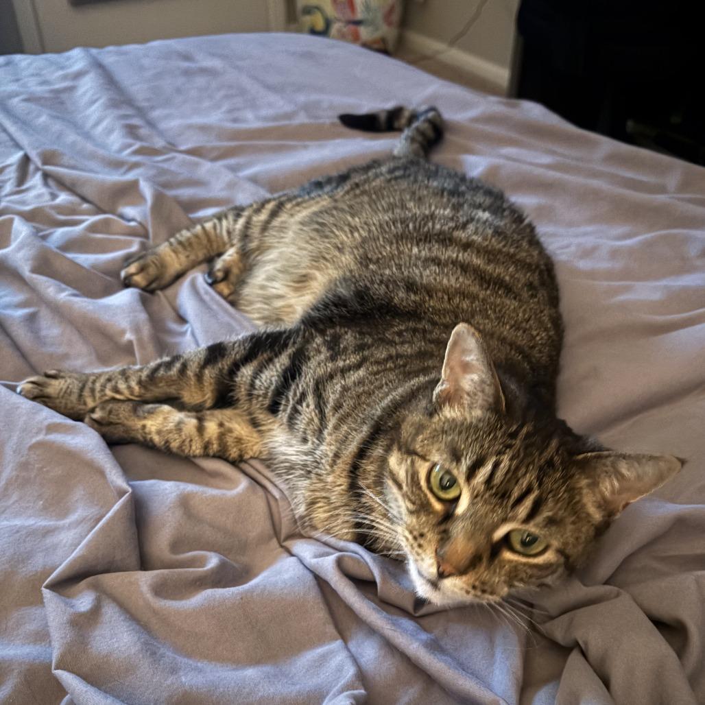 Abby, a Adoptable Domestic Short Hair in Las Vegas, NV image 2/5
