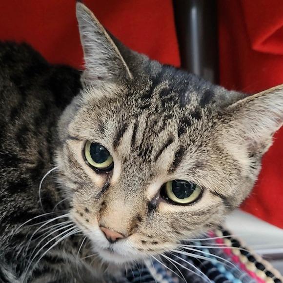 Abby, a Adoptable Domestic Short Hair in Las Vegas, NV image 3/5