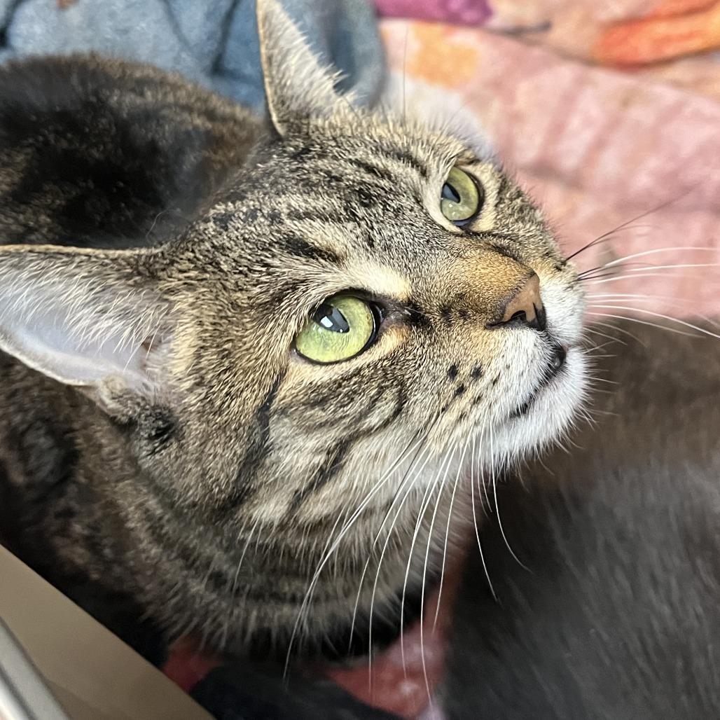 Abby, a Adoptable Domestic Short Hair in Las Vegas, NV image 4/5