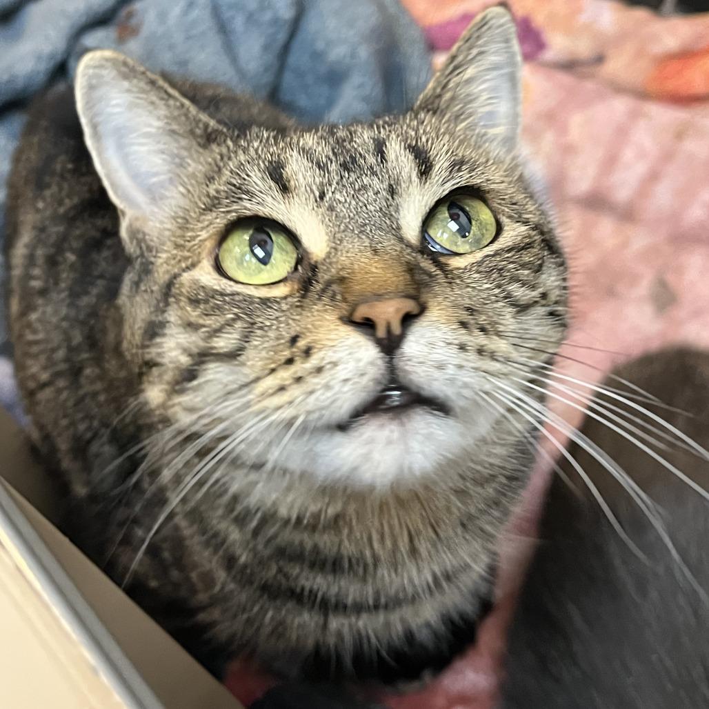 Abby, a Adoptable Domestic Short Hair in Las Vegas, NV image 5/5
