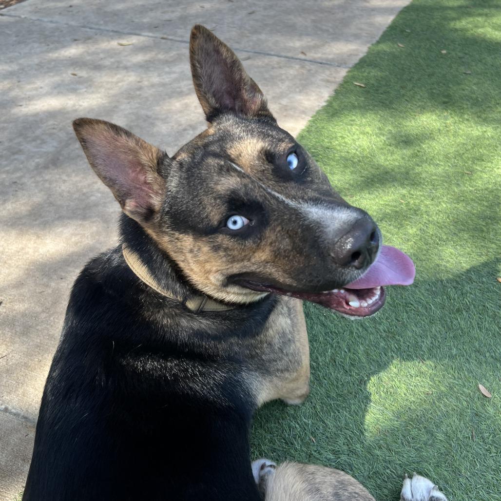 Enlarge Valor, a Adoptable mixed breed in Boerne, TX image 1/6