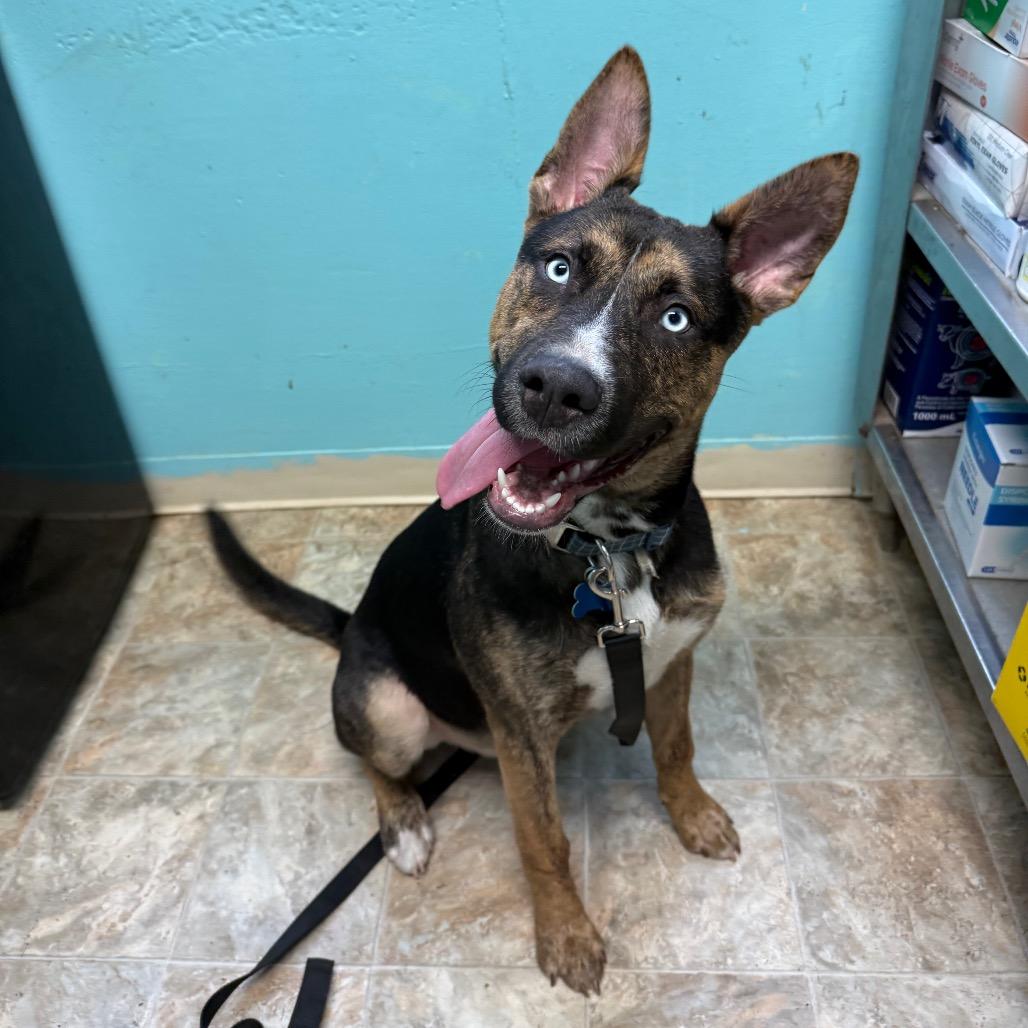 Enlarge Valor, a Adoptable mixed breed in Boerne, TX image 2/6