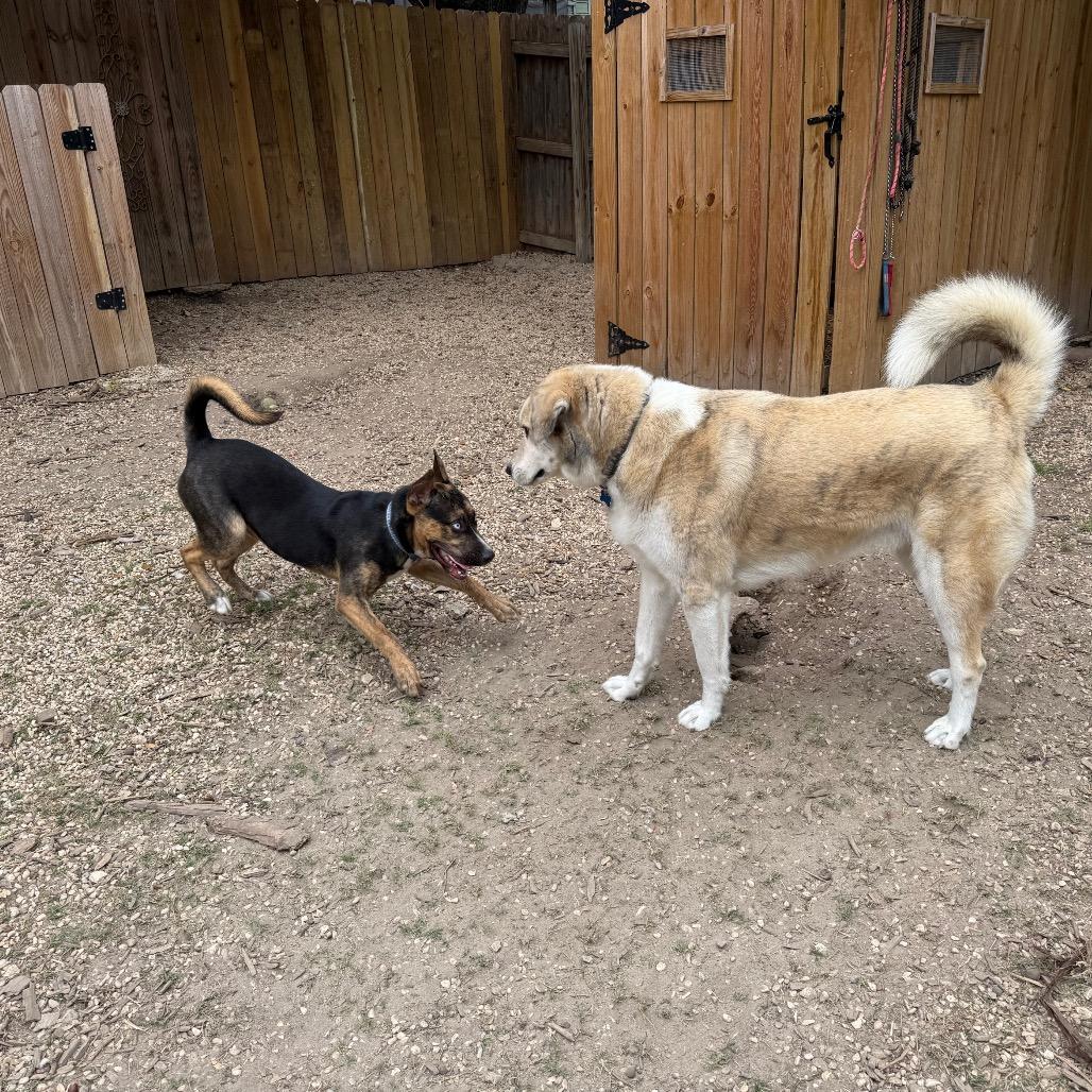 Enlarge Valor, a Adoptable mixed breed in Boerne, TX image 3/6