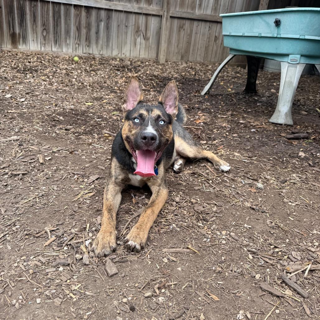 Enlarge Valor, a Adoptable mixed breed in Boerne, TX image 4/6