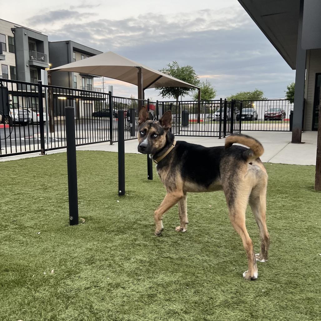 Enlarge Valor, a Adoptable mixed breed in Boerne, TX image 3/6