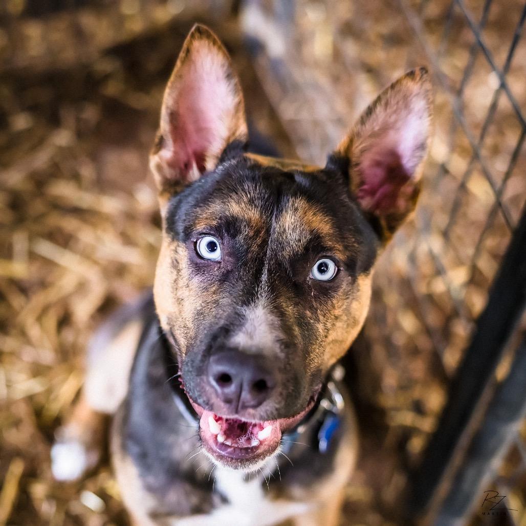 Enlarge Valor, a Adoptable mixed breed in Boerne, TX image 5/6