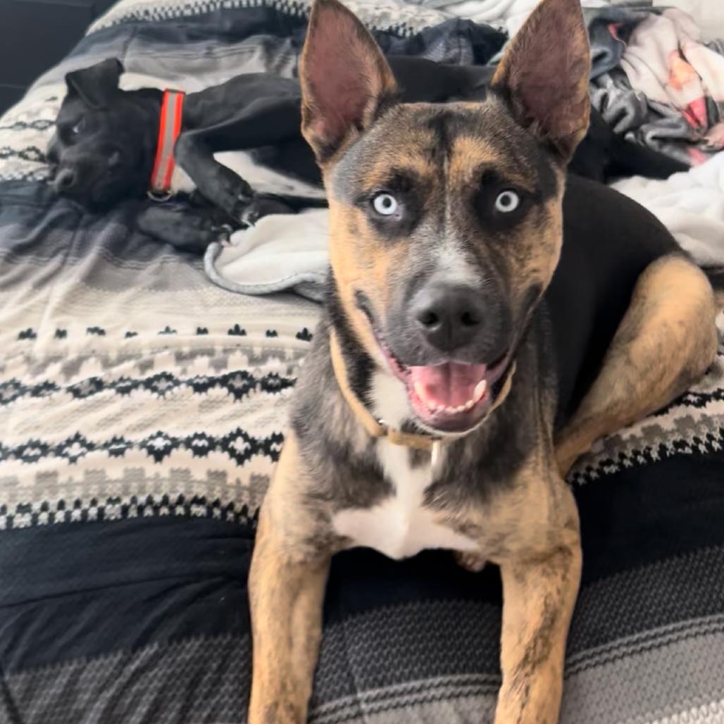 Enlarge Valor, a Adoptable mixed breed in Boerne, TX image 4/6