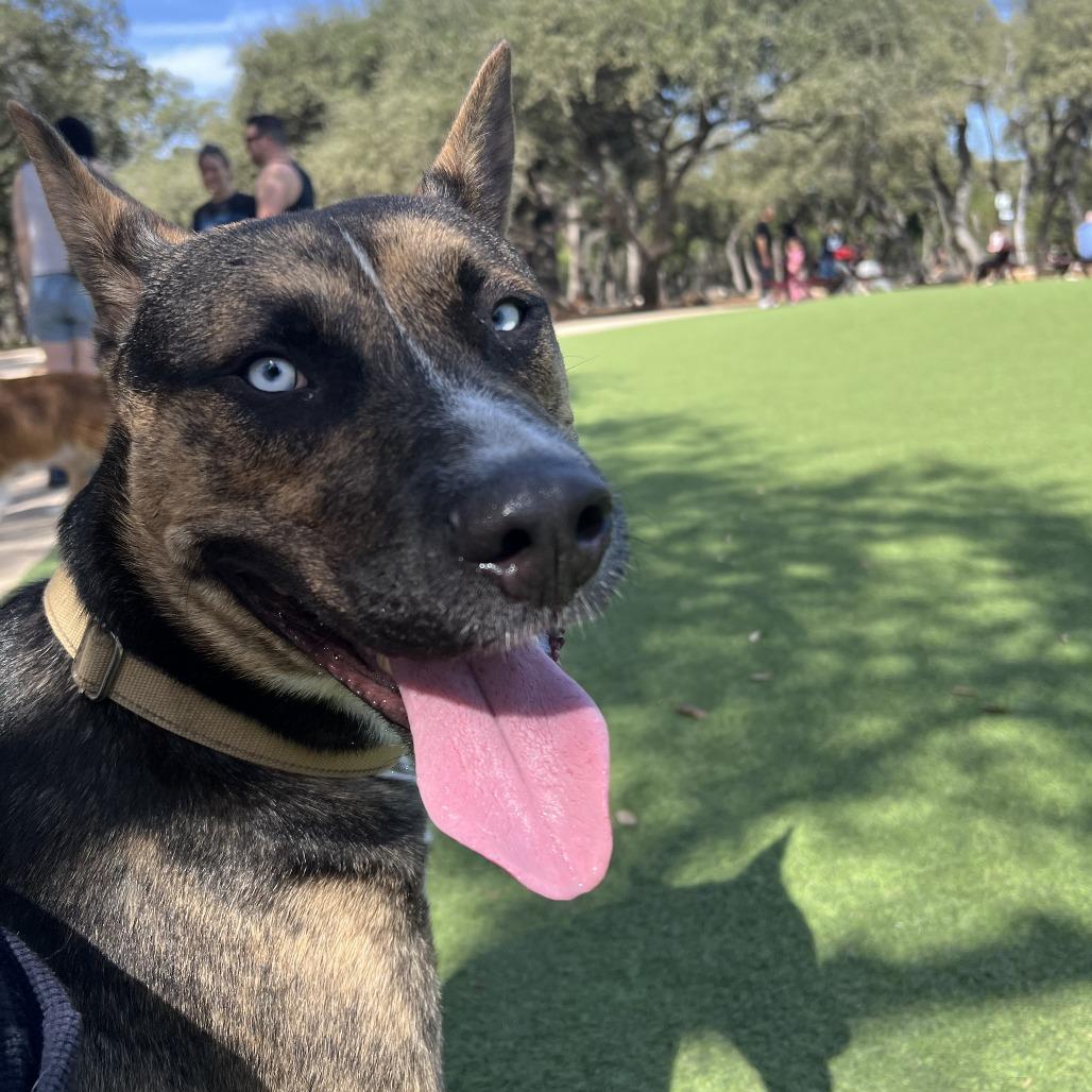 Enlarge Valor, a Adoptable mixed breed in Boerne, TX image 6/6