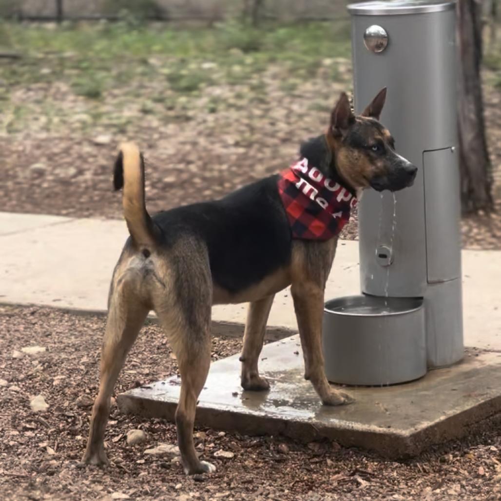 Enlarge Valor, a Adoptable mixed breed in Boerne, TX image 6/6