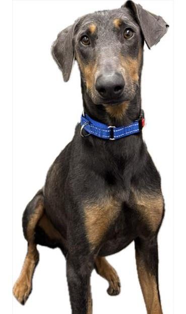 BRUNO - IN FOSTER, Adoptable, Young Male Doberman Pinscher & Mixed Breed.