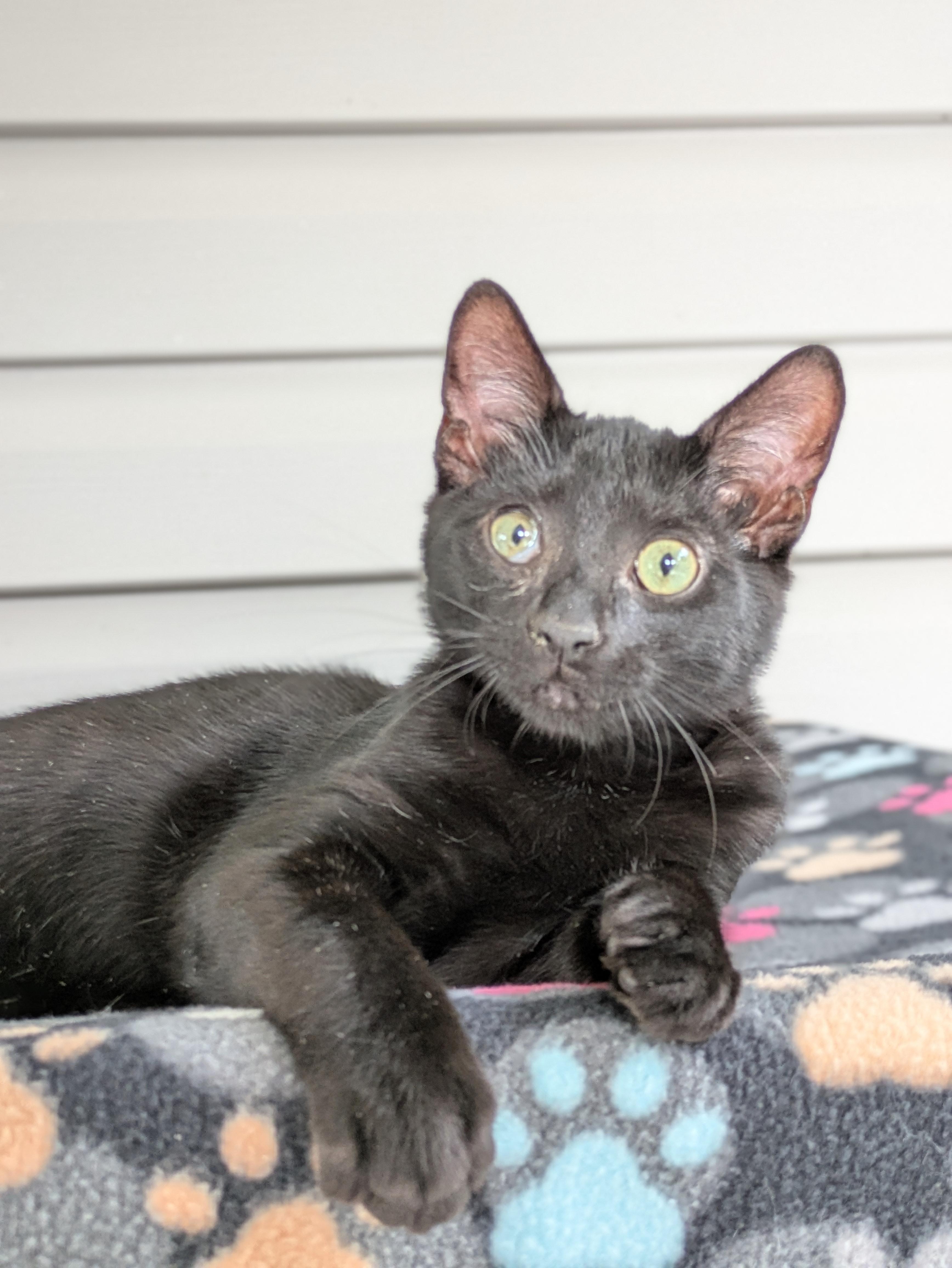 Enlarge Raggedy Andy, a Adoptable Domestic Long Hair in Marietta, GA image 1/4