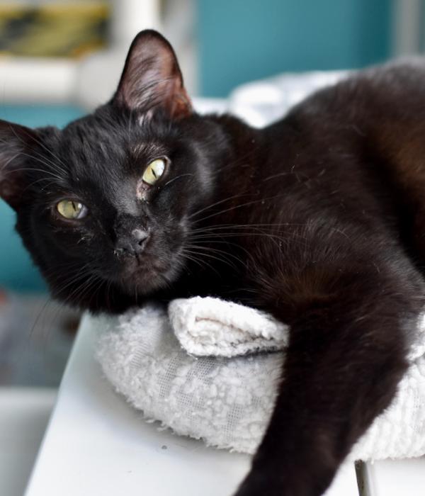Enlarge Raggedy Andy, a Adoptable Domestic Long Hair in Marietta, GA image 2/4