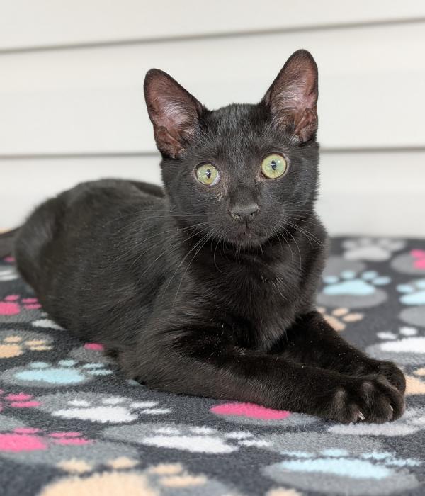 Enlarge Raggedy Andy, a Adoptable Domestic Long Hair in Marietta, GA image 3/4