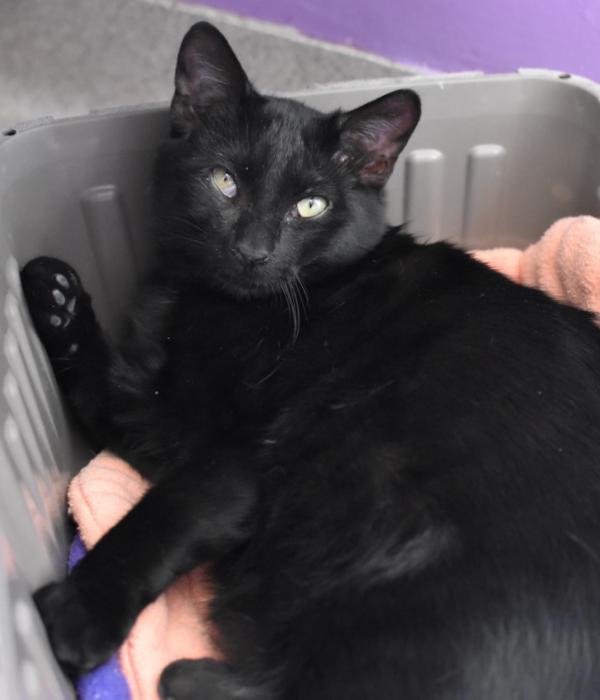 Enlarge Raggedy Andy, a Adoptable Domestic Long Hair in Marietta, GA image 4/4