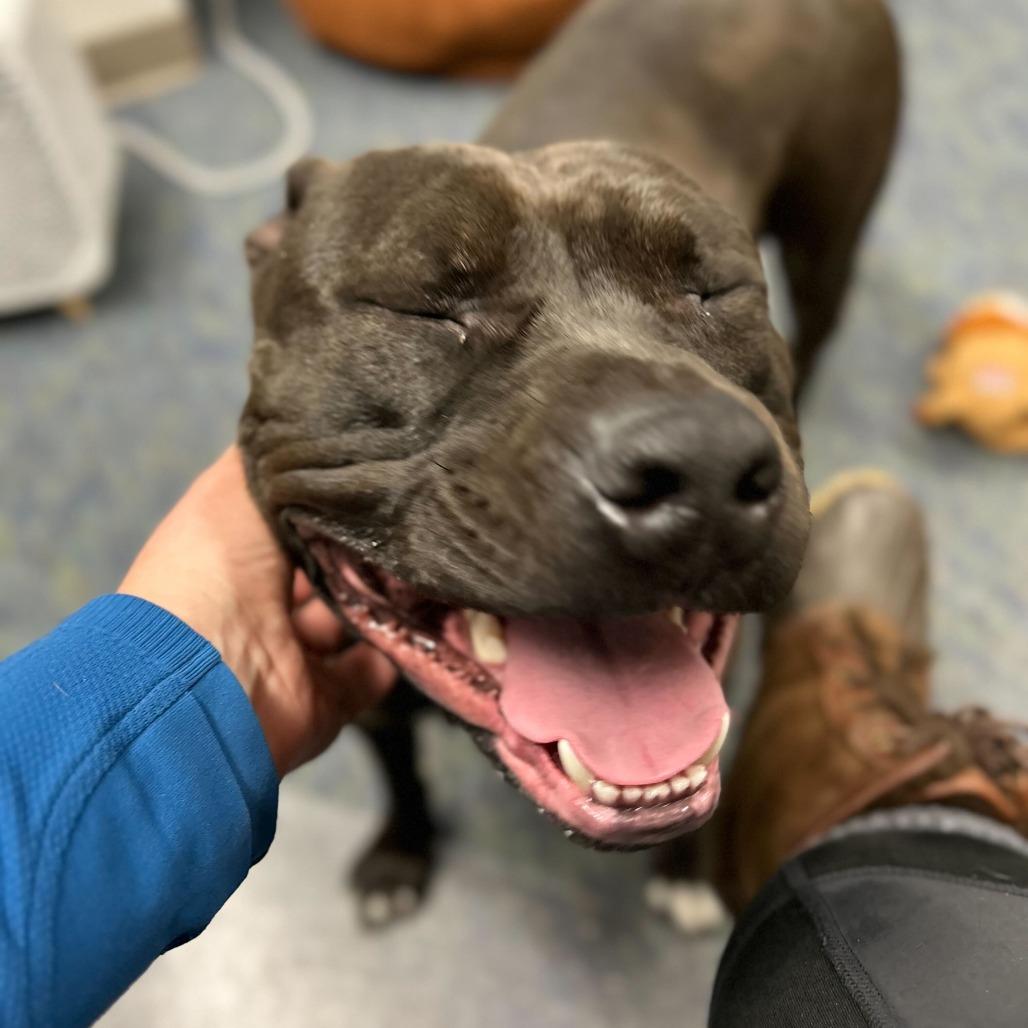 Billy, Adoptable, Adult Male American Staffordshire Terrier.