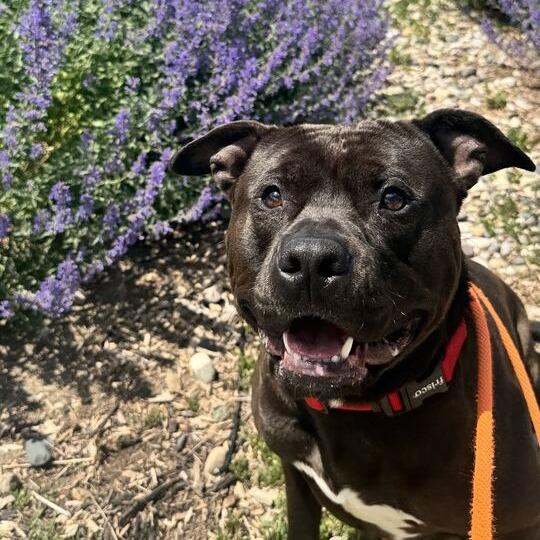 Billy, a Adoptable American Staffordshire Terrier in Grand Rapids, MI image 2/6