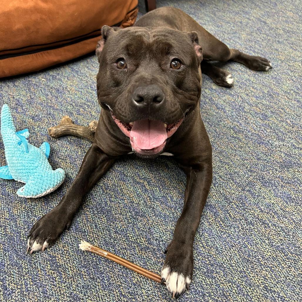 Billy, a Adoptable American Staffordshire Terrier in Grand Rapids, MI image 4/6