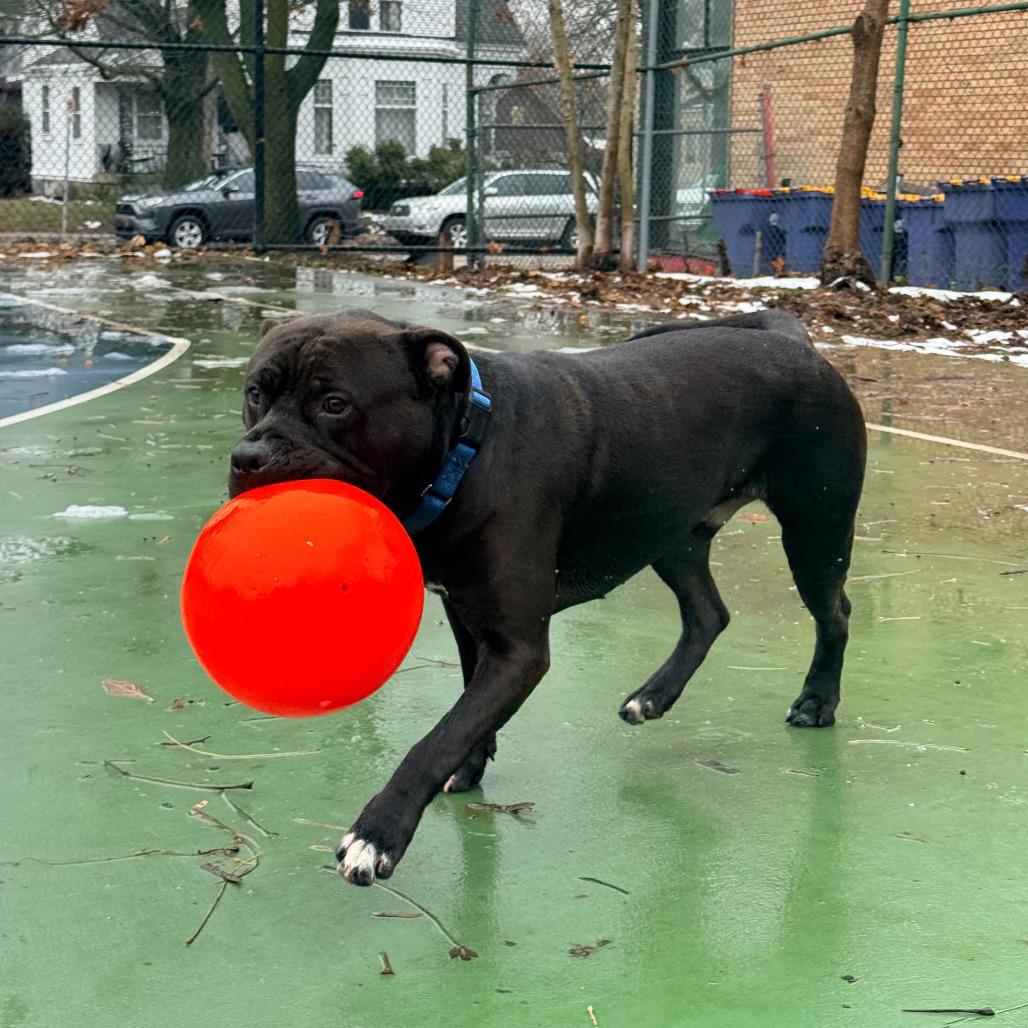 Billy, a Adoptable American Staffordshire Terrier in Grand Rapids, MI image 5/6