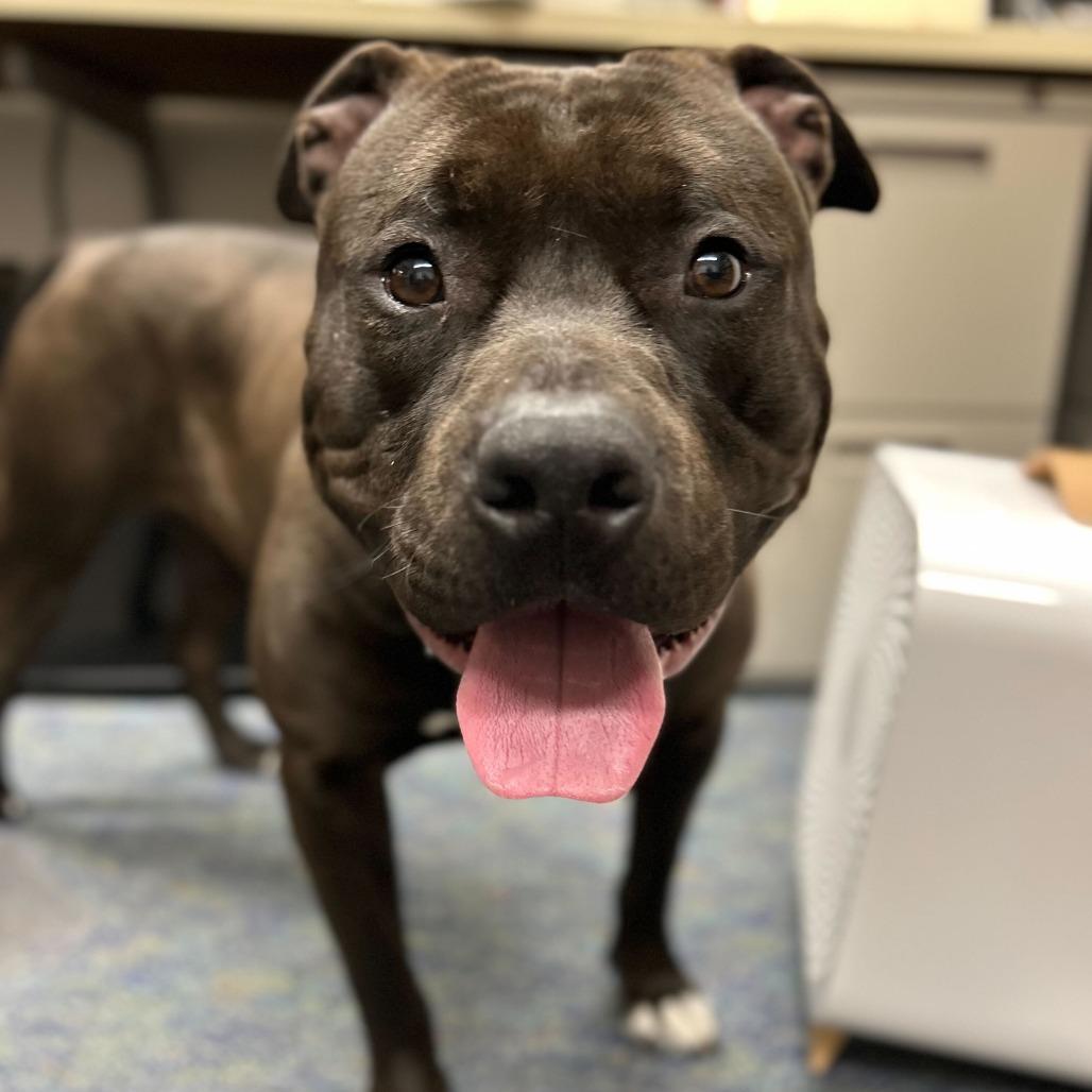 Billy, a Adoptable American Staffordshire Terrier in Grand Rapids, MI image 6/6