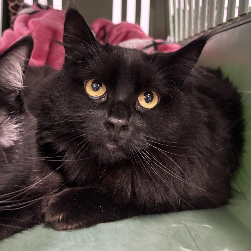 Enlarge May, a Adoptable Domestic Long Hair in Spokane, WA image 1/6