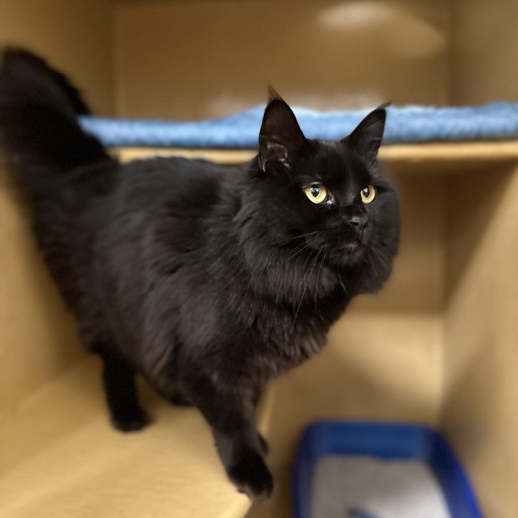 Enlarge May, a Adoptable Domestic Long Hair in Spokane, WA image 2/6