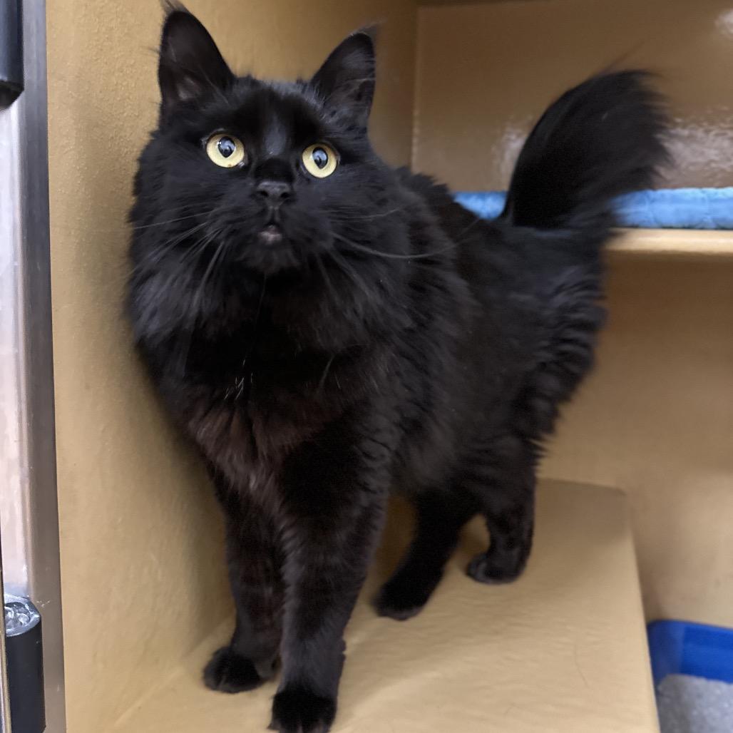 Enlarge May, a Adoptable Domestic Long Hair in Spokane, WA image 3/6