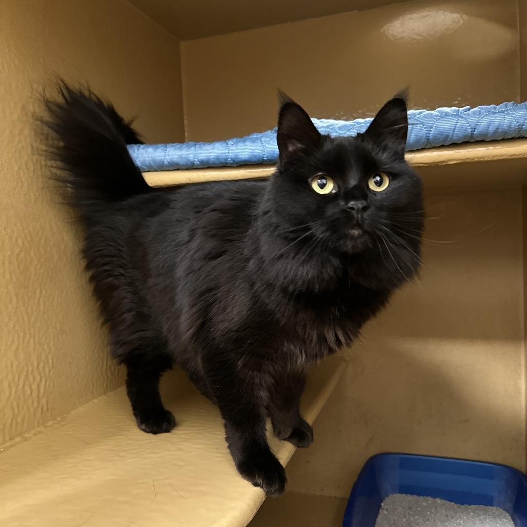 Enlarge May, a Adoptable Domestic Long Hair in Spokane, WA image 4/6