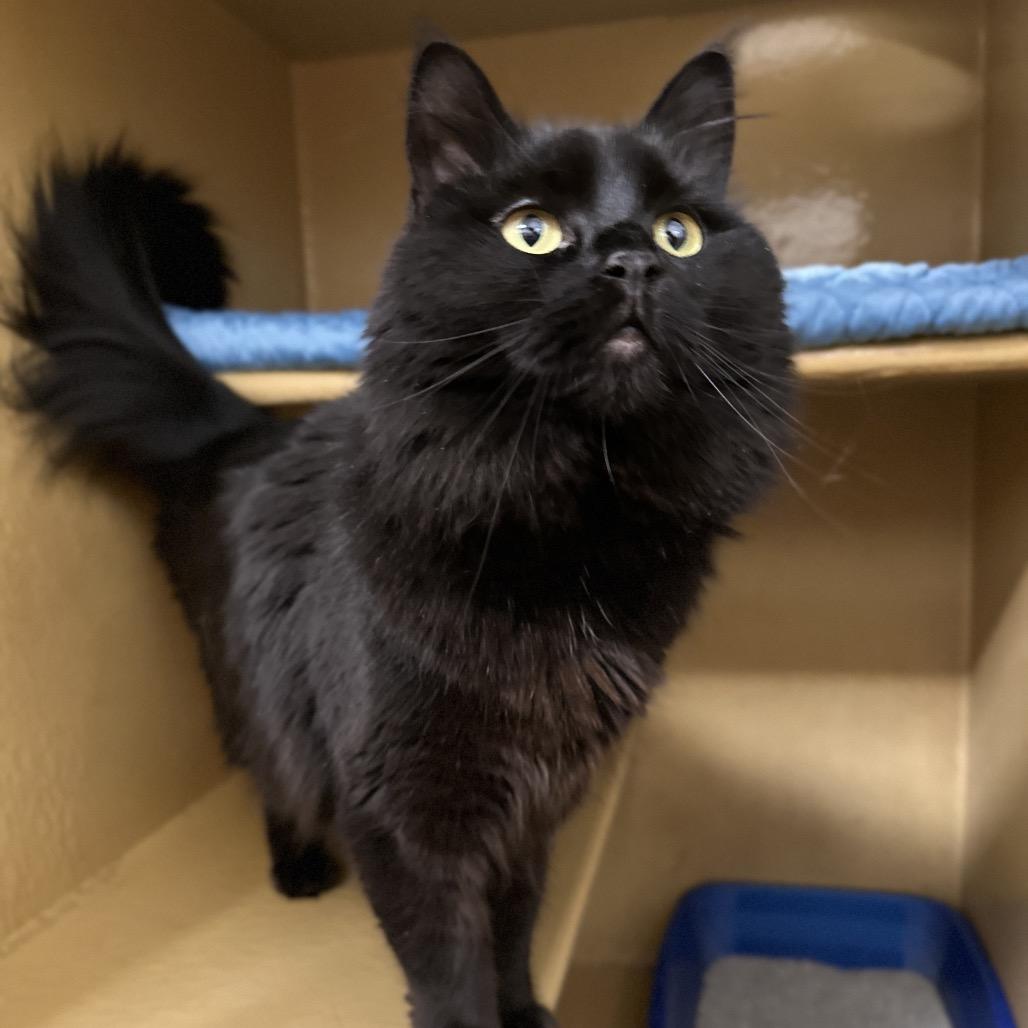 Enlarge May, a Adoptable Domestic Long Hair in Spokane, WA image 5/6
