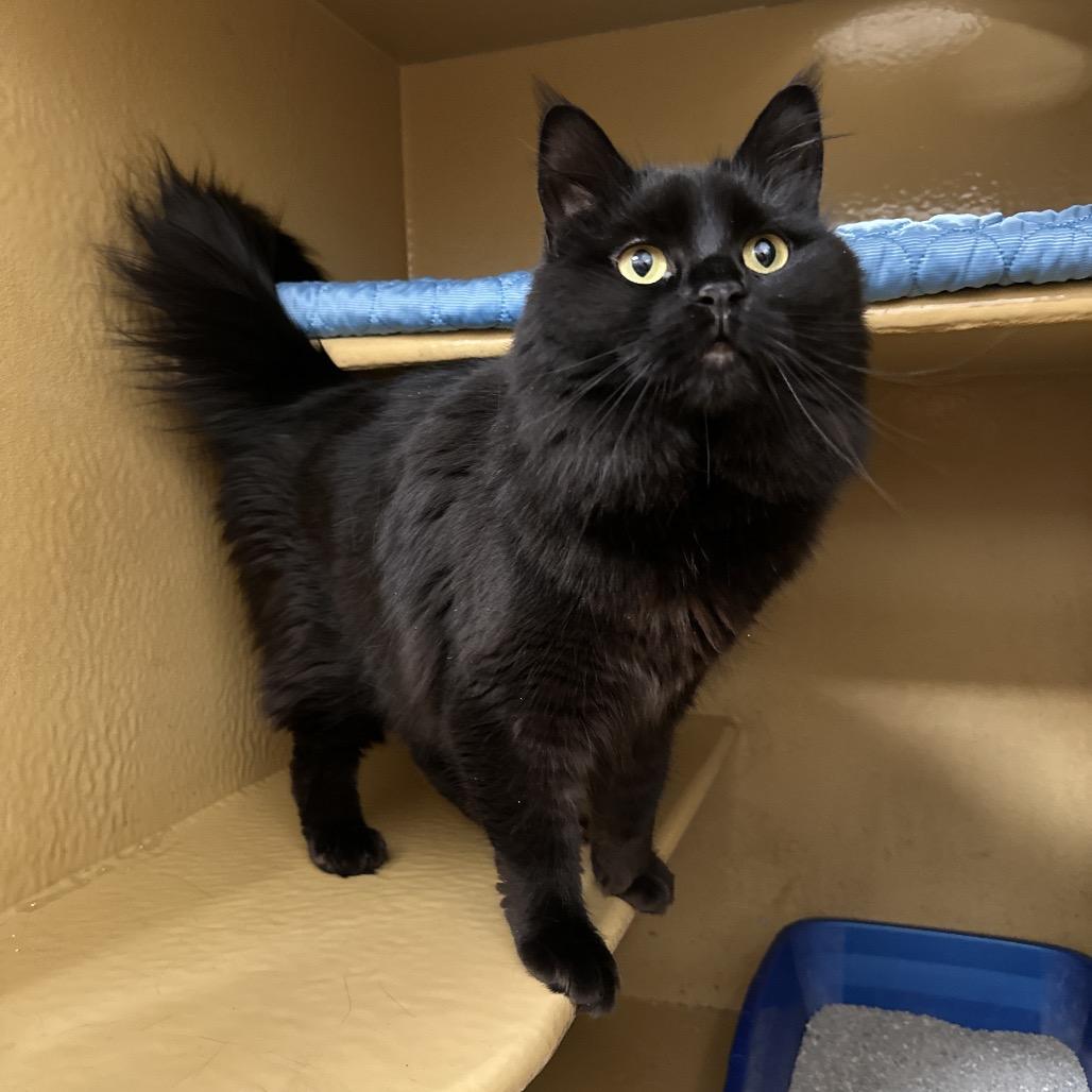 Enlarge May, a Adoptable Domestic Long Hair in Spokane, WA image 6/6