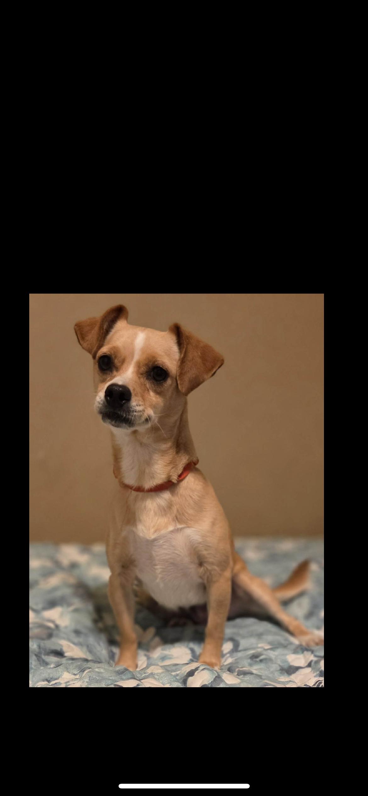 Enlarge Jilly, a Adoptable mixed breed in Hamden, CT image 2/6