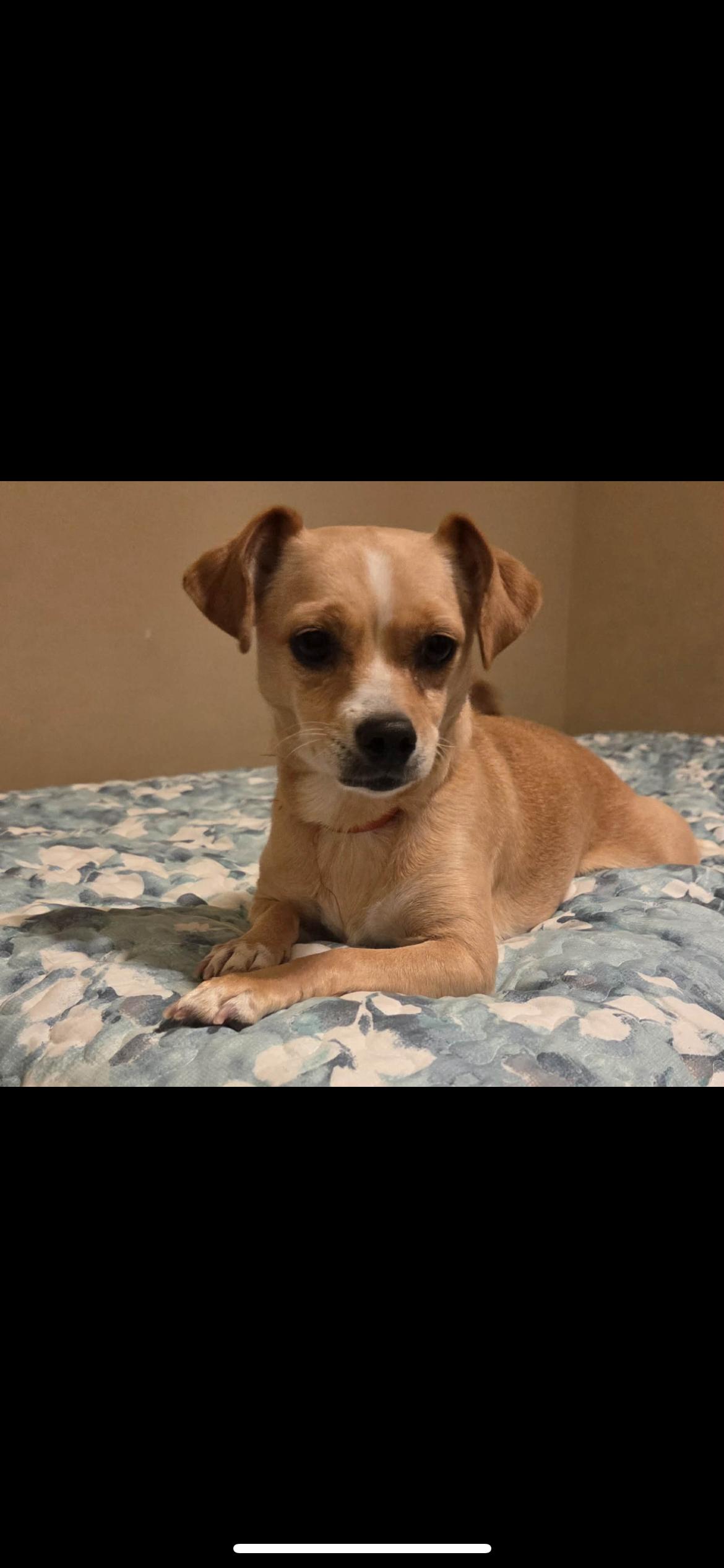 Enlarge Jilly, a Adoptable mixed breed in Hamden, CT image 3/6