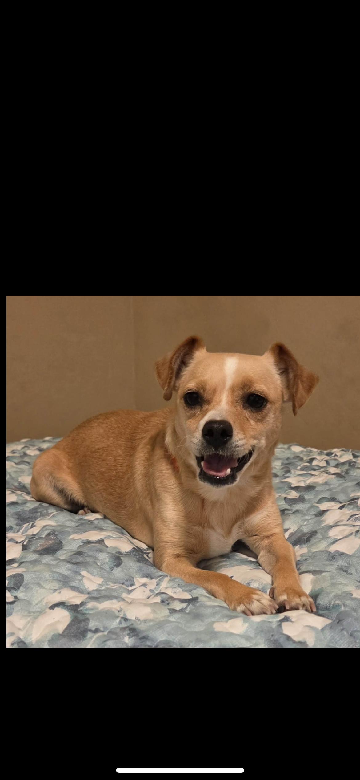 Enlarge Jilly, a Adoptable mixed breed in Hamden, CT image 6/6