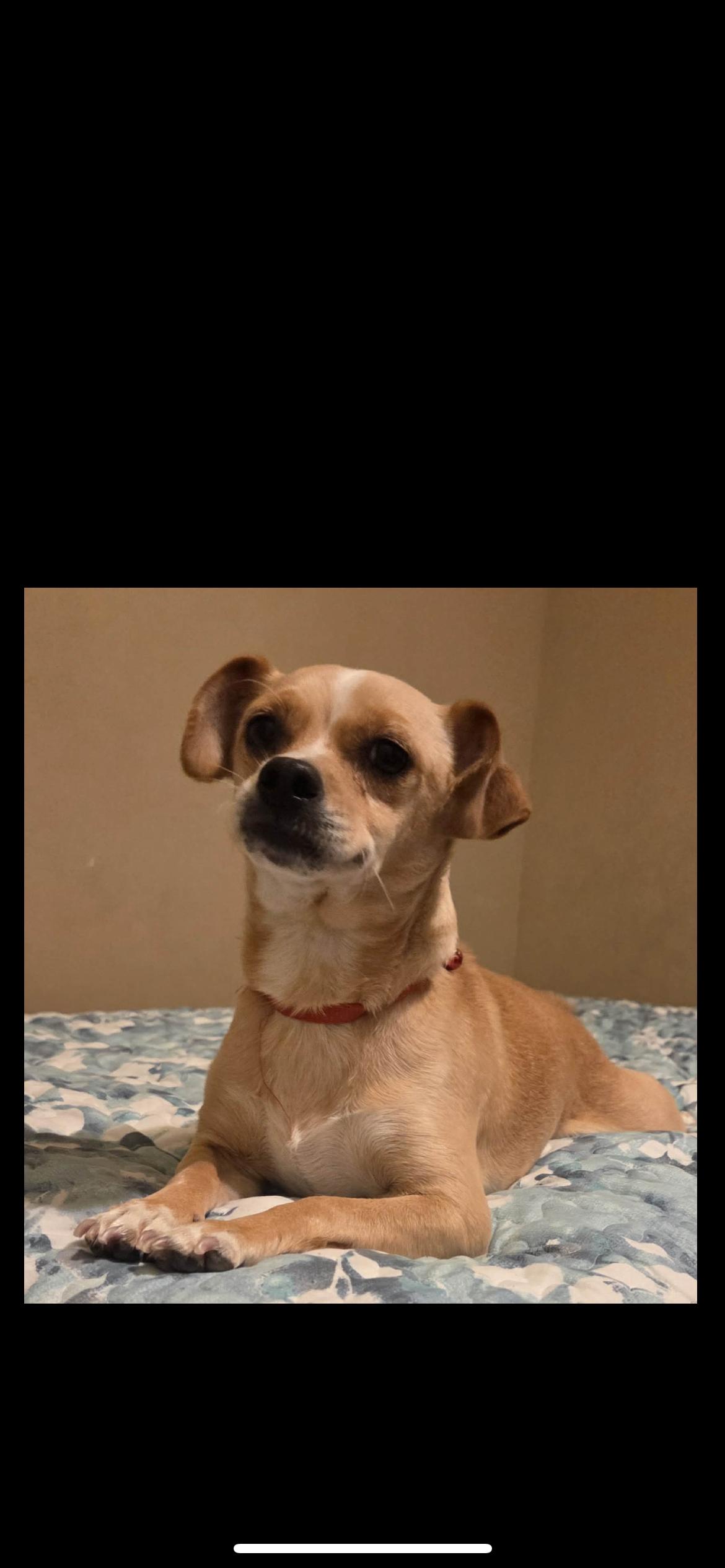 Enlarge Jilly, a Adoptable mixed breed in Hamden, CT image 4/6