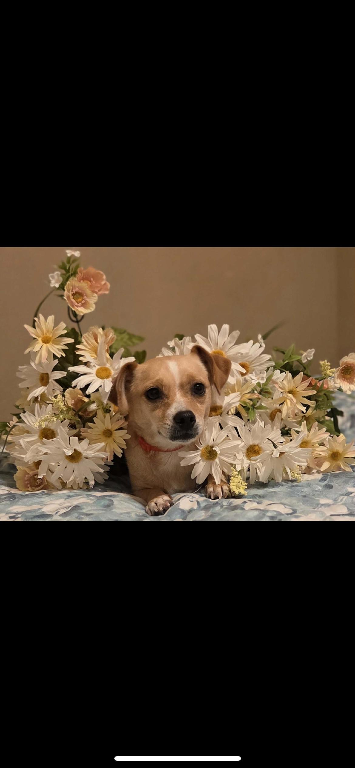 Enlarge Jilly, a Adoptable mixed breed in Hamden, CT image 1/6