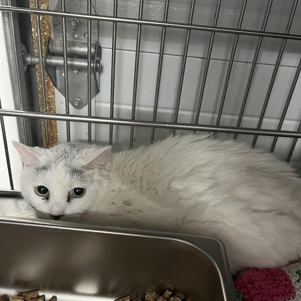 Little Bit, Adoptable, Adult Female Domestic Short Hair.