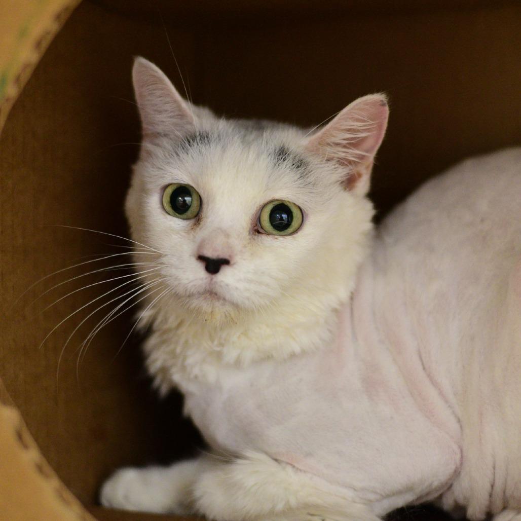 Enlarge Little Bit, a Adoptable Domestic Short Hair in Idaho Falls, ID image 2/3