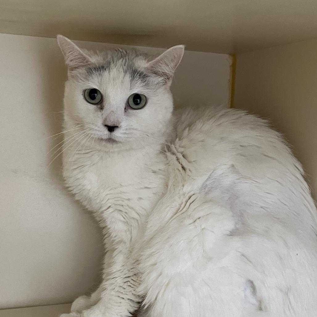 Enlarge Little Bit, a Adoptable Domestic Short Hair in Idaho Falls, ID image 3/3