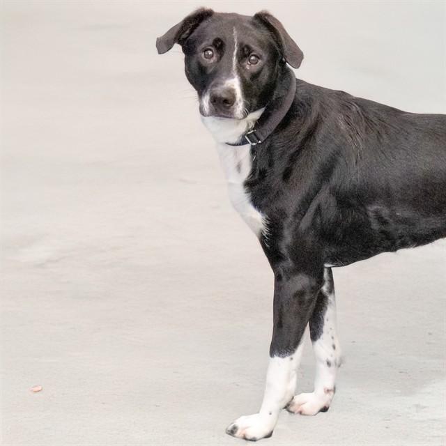 Enlarge LUNA MAE, a Adoptable mixed breed in St. Louis, MO image 1/1