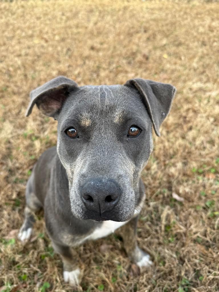 Zoey, Adoptable, Young Female Mixed Breed.
