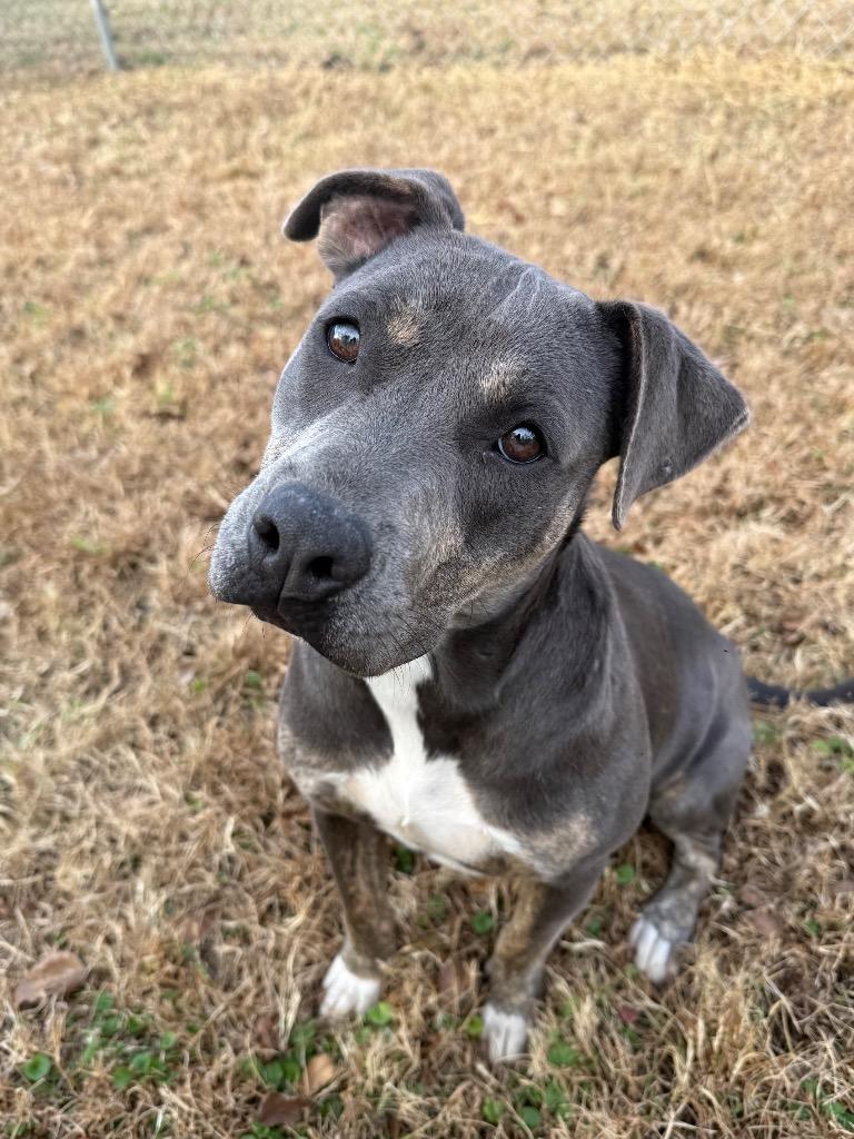 Zoey, Adoptable, Young Female Mixed Breed.