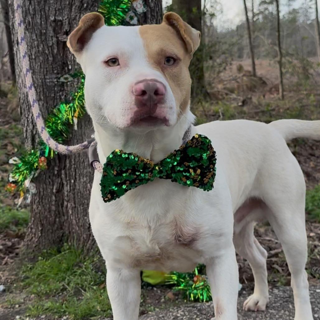 Not Here, Adoptable, Adult Male Mixed Breed.