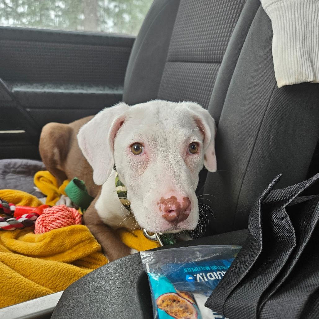 Yoda, Adoptable, Young Male Mixed Breed.