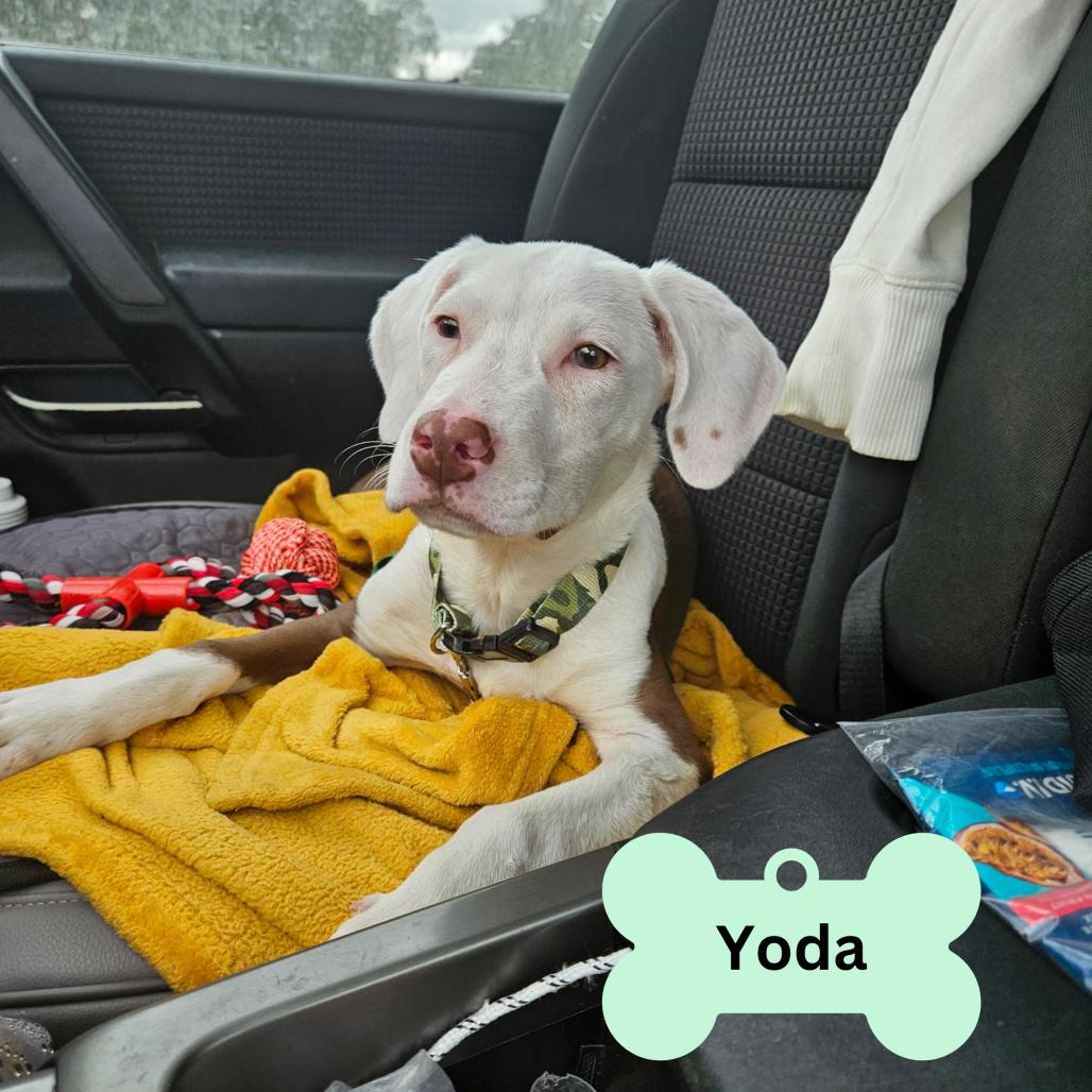 Enlarge Yoda, a Adoptable mixed breed in Myrtle Beach, SC image 2/4