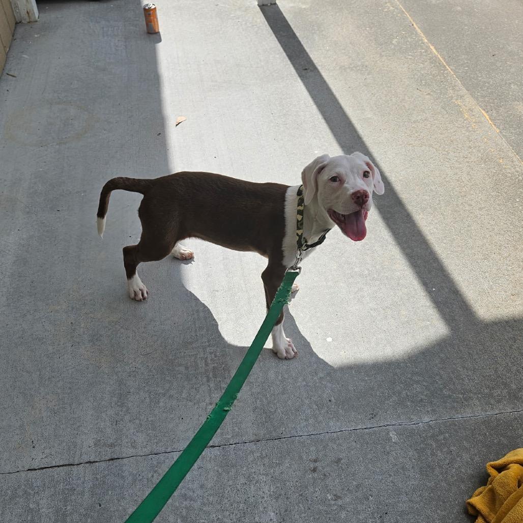 Enlarge Yoda, a Adoptable mixed breed in Myrtle Beach, SC image 3/4