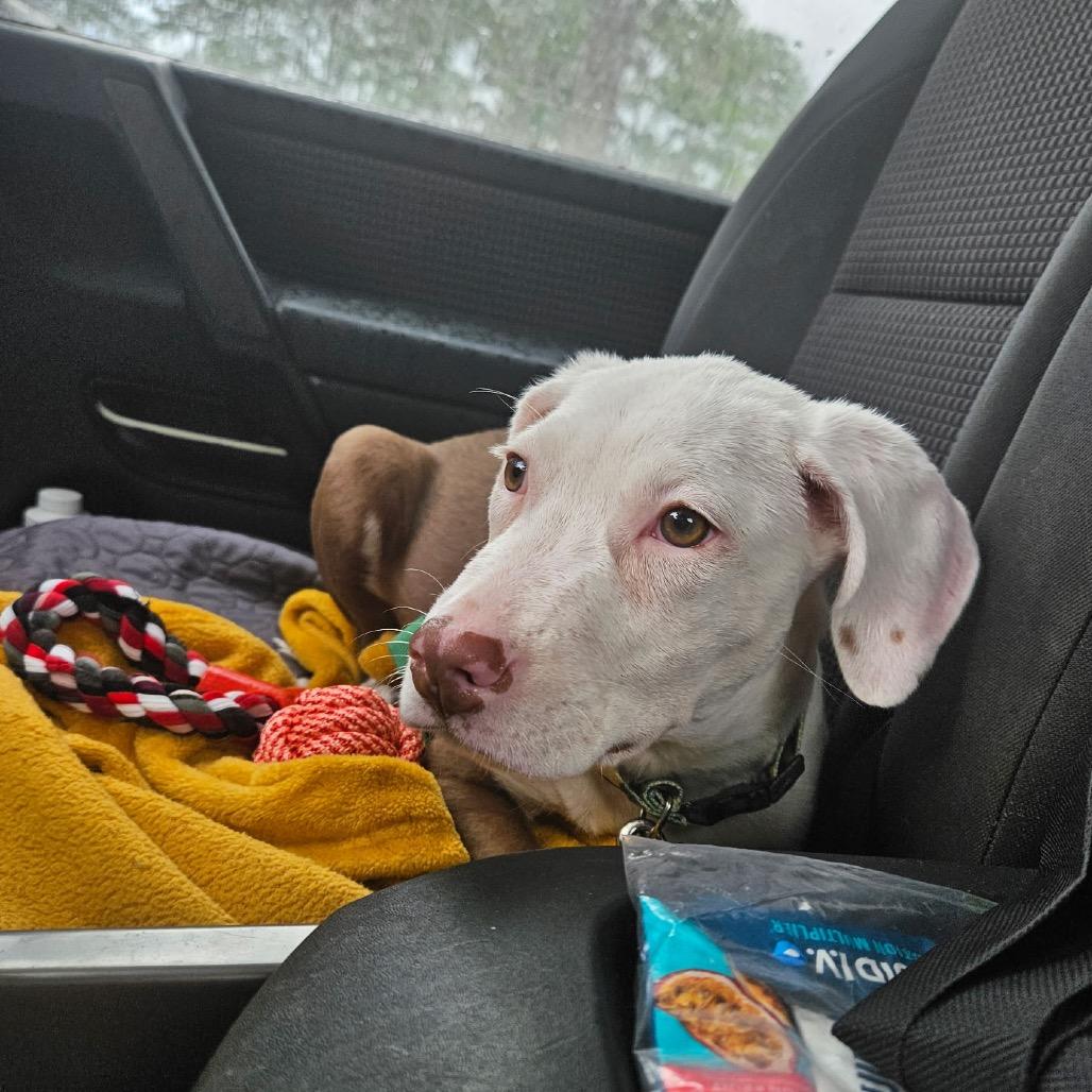 Enlarge Yoda, a Adoptable mixed breed in Myrtle Beach, SC image 4/4