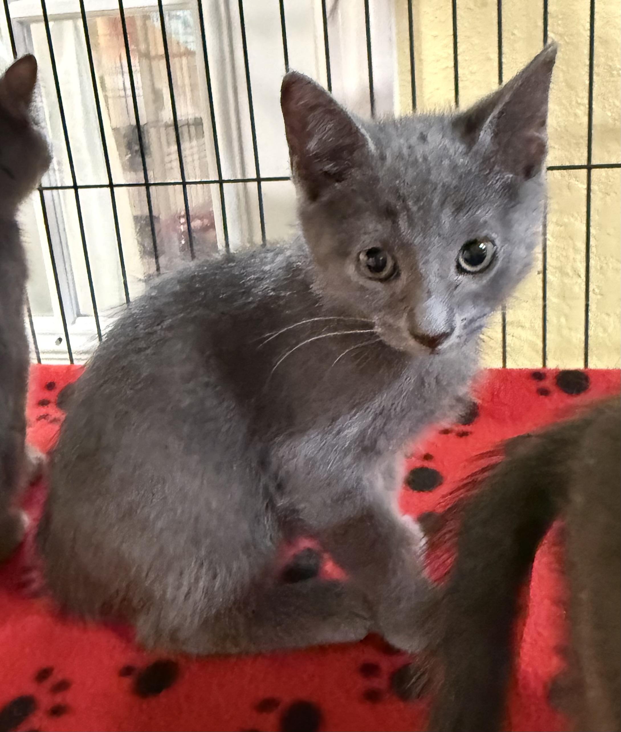 Nick, ADOPTABLE, Kitten Male Russian Blue & Domestic Short Hair.